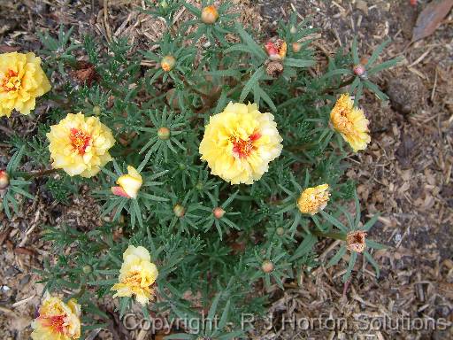 Portulaca Yellow 